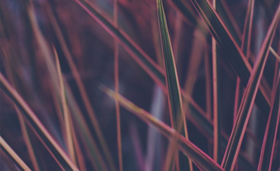 pexels-neeraj-kataria-740135